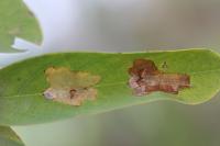 Parectopa robiniella