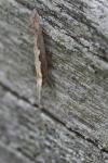Plutella xylostella