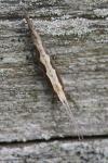 Plutella xylostella