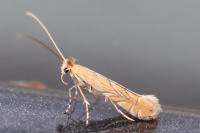Phyllonorycter messaniella