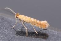 Phyllonorycter messaniella