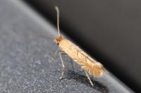 Phyllonorycter messaniella