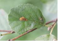 Phyllonorycter rajella