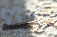 Plutella xylostella