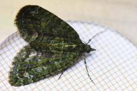 Chloroclysta siterata