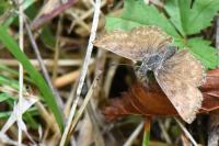 Erynnis tages