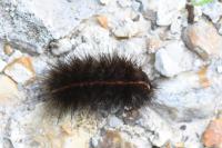Arctia villica