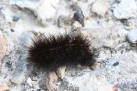 Arctia villica