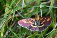Pyrausta purpuralis