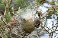 Thaumetopoea pityocampa