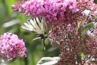 Iphiclides podalirius