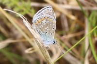 Polyommatus icarus
