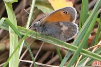 Coenonympha pamphilus