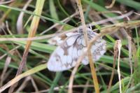 Melanargia galathea