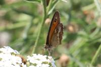 Pyronia tithonus