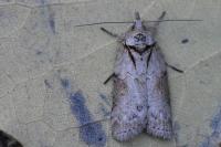 Nycteola revayana