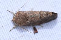 Cosmia affinis