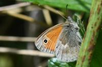 Coenonympha pamphilus