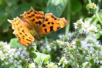 Polygonia c-album