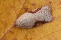 Acleris