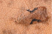 Acleris