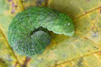 Phlogophora meticulosa