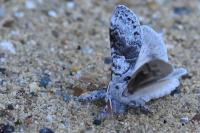Calliteara pudibunda