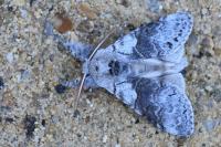 Calliteara pudibunda