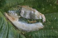 Phyllonorycter esperella