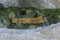 Phyllonorycter esperella