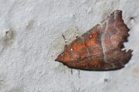 Scoliopteryx libatrix