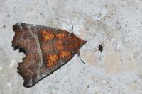 Scoliopteryx libatrix
