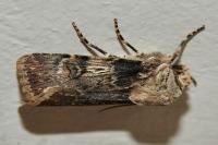 Agrotis puta