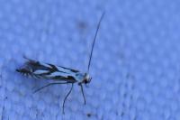 Lyonetia prunifoliella
