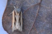 Nycteola revayana