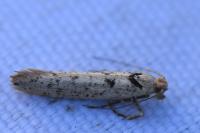 Ypsolopha ustella