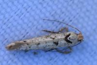 Ypsolopha ustella
