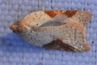 Acleris