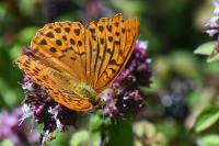 Argynnis paphia