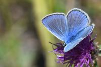 Polyommatus icarus