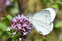 Pieris napi