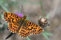 Boloria dia