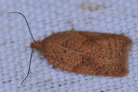 Acleris