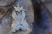 Nycteola revayana