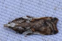 Acleris cristana