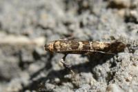 Gracillaria syringella