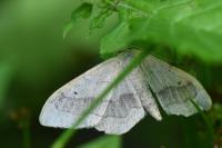 Idaea aversata