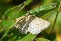Psammotis pulveralis