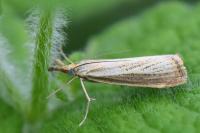 Agriphila straminella