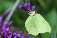 Gonepteryx rhamni